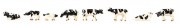 Faller 155903 Kühe, schwarzbunt N-Spur