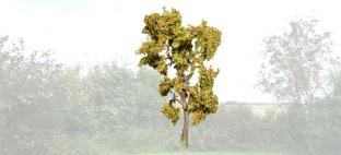 NOCH 21650 Vogelbeere mit Beeren H0