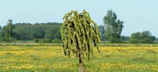 NOCH 21770 Trauerweide H0