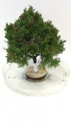 Freon JAB Apfelbaum 6-7cm H0