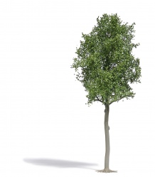 Busch 3797 Waldlinde H0