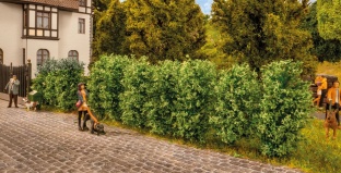 Noch 21547 Thuja-Hecke H0
