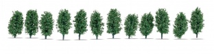 Noch 21547 Thuja-Hecke H0